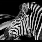 Zebra s/w