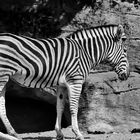 Zebra S/W