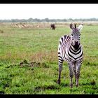 Zebra (Swahili: punda milia) Masai Mara