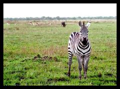 Zebra (Swahili: punda milia) Masai Mara