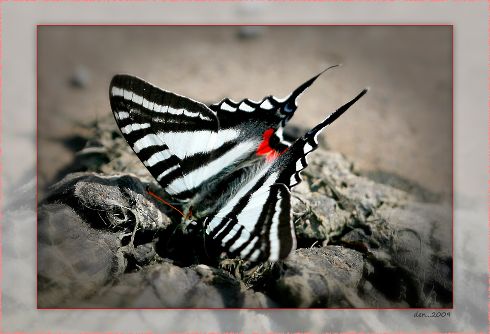Zebra Swollowtail.......