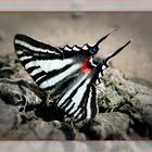Zebra Swollowtail.......