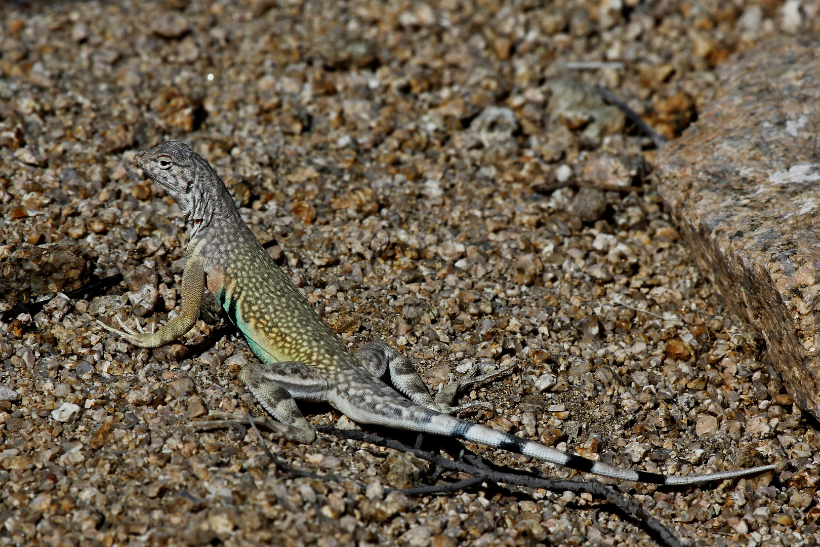 Zebra-tailed Lizard