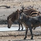 Zebra Tarnung am Wasserloch 