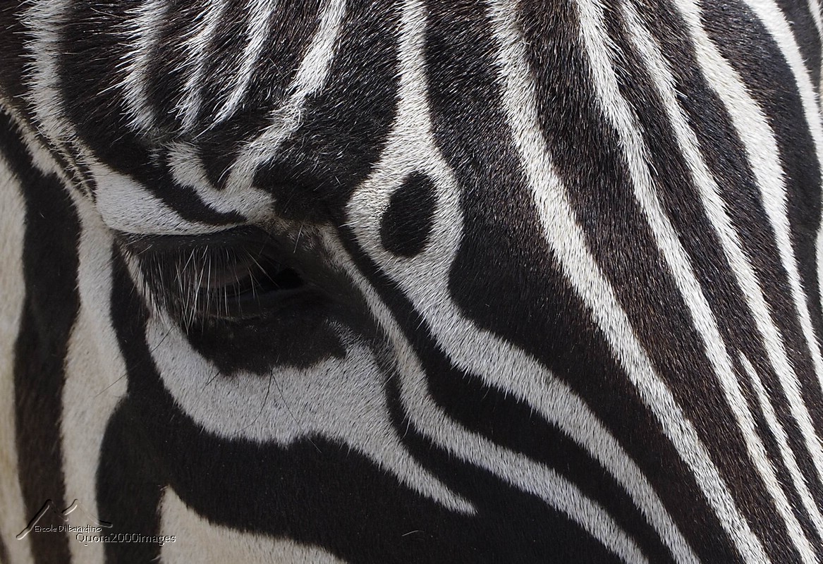 Zebra: texture