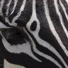 Zebra: texture