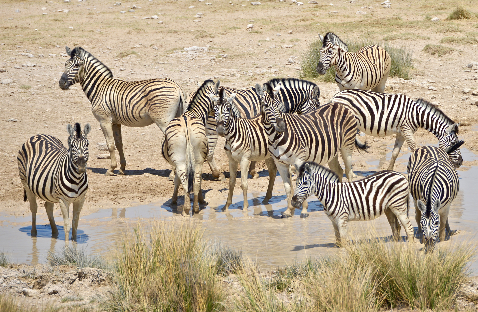 "Zebra-Treff"