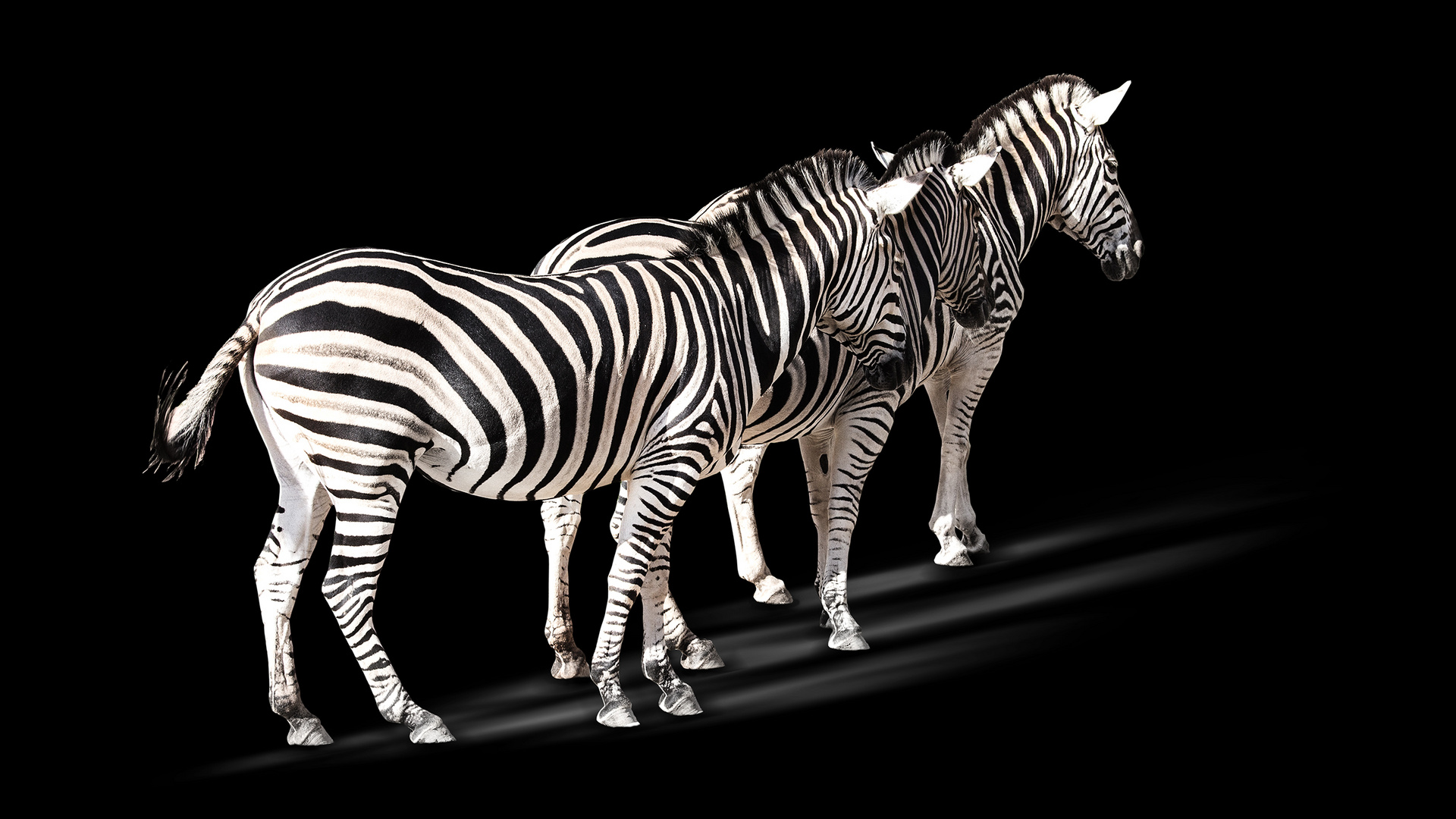 Zebra Trio