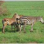 Zebra-Trio