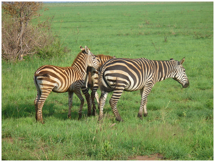 Zebra-Trio