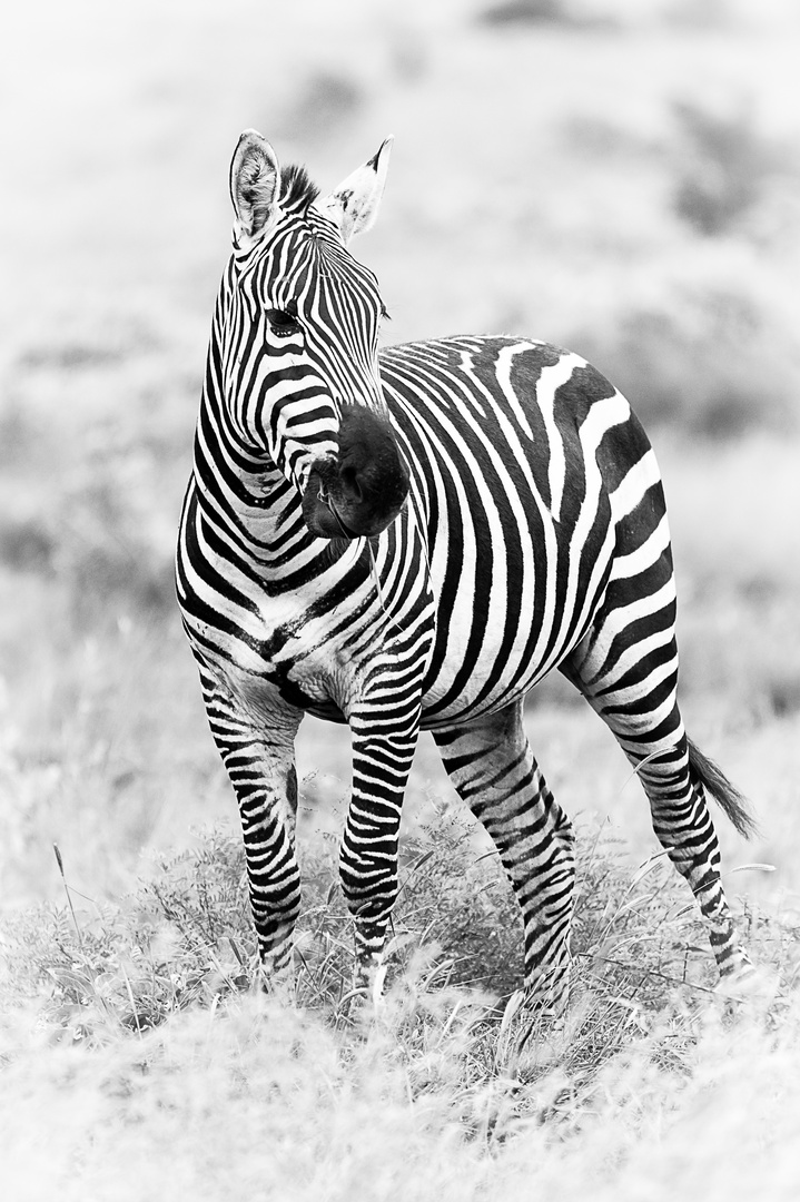 Zebra, Tsavo Ost 2015