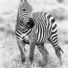 Zebra, Tsavo Ost 2015