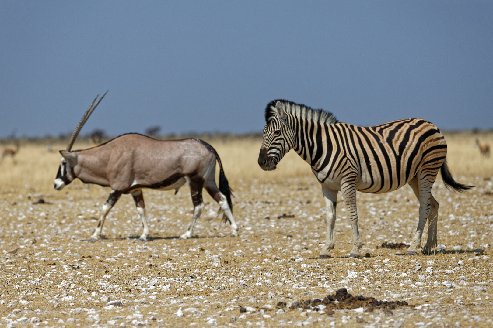 Zebra und Oryx