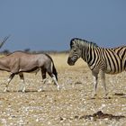 Zebra und Oryx