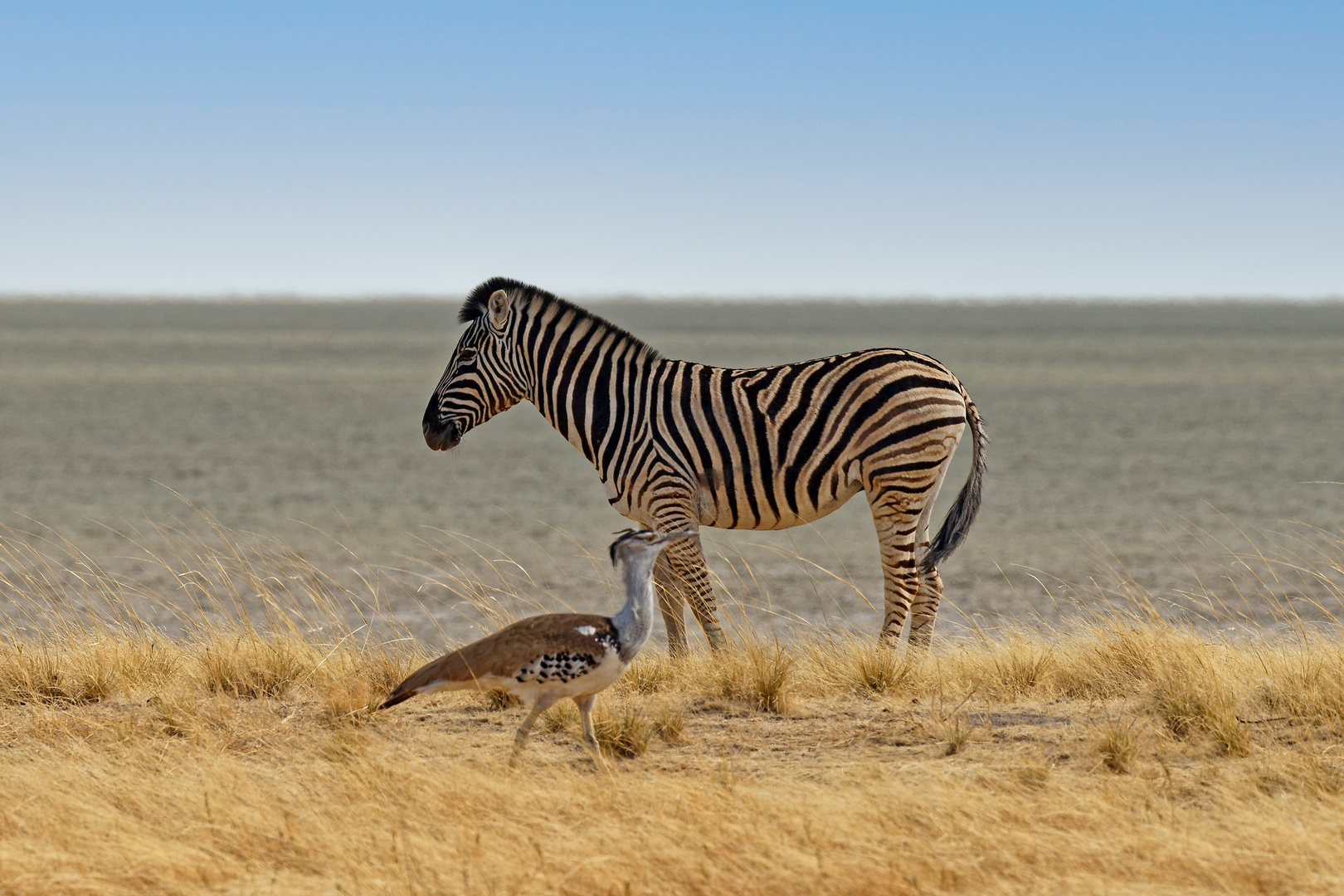 Zebra und Riesentrappe