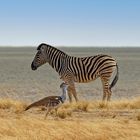 Zebra und Riesentrappe