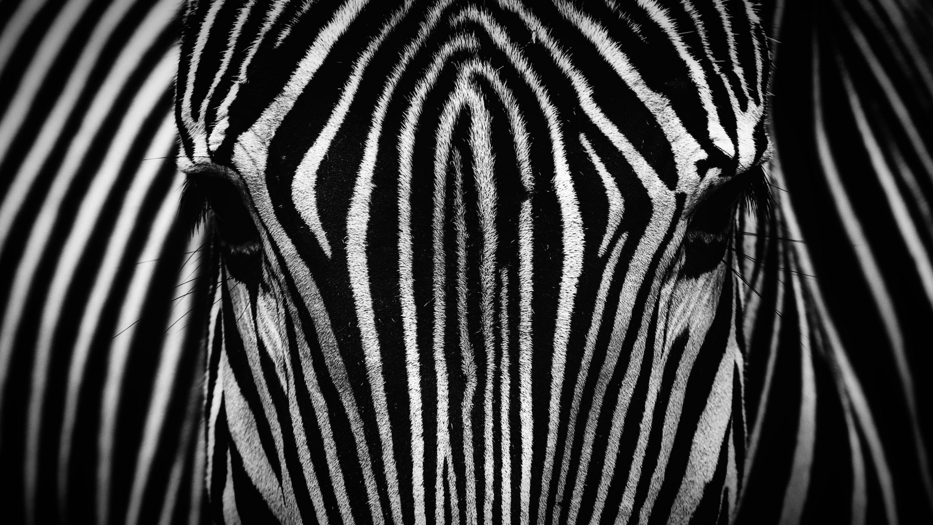 Zebra view