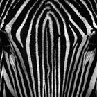 Zebra view