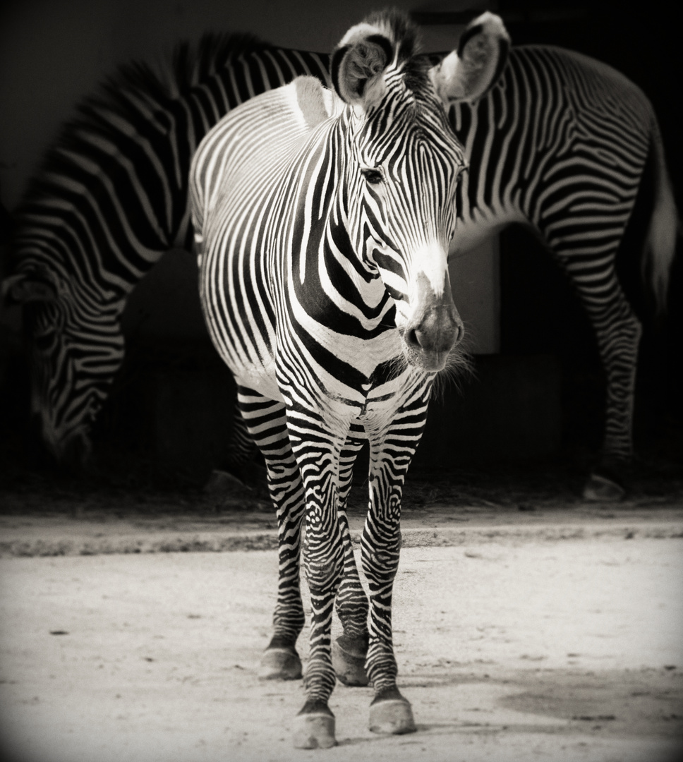 Zebra - Vintage