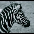 Zebra Vol 1