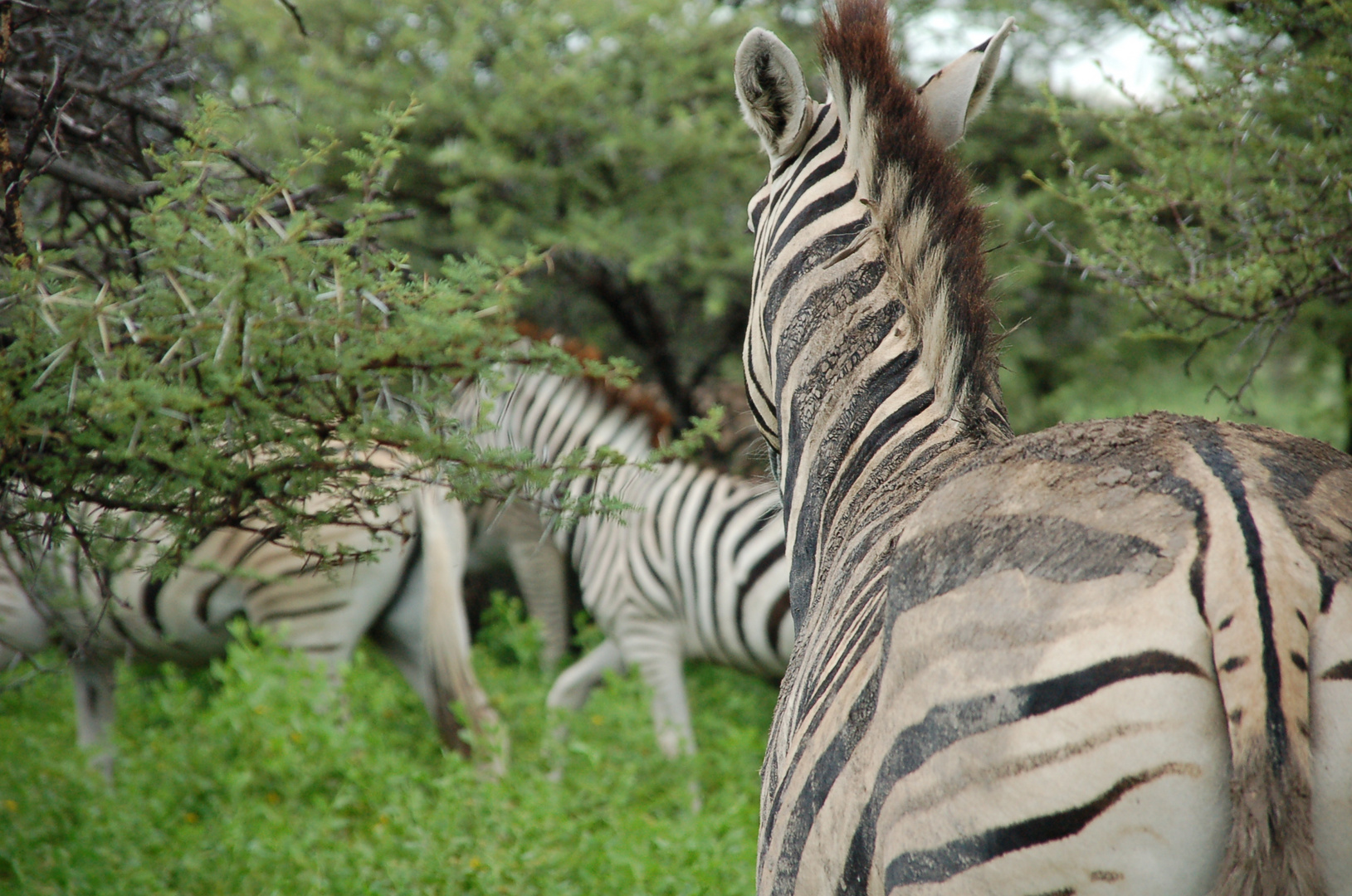 Zebra von hinten