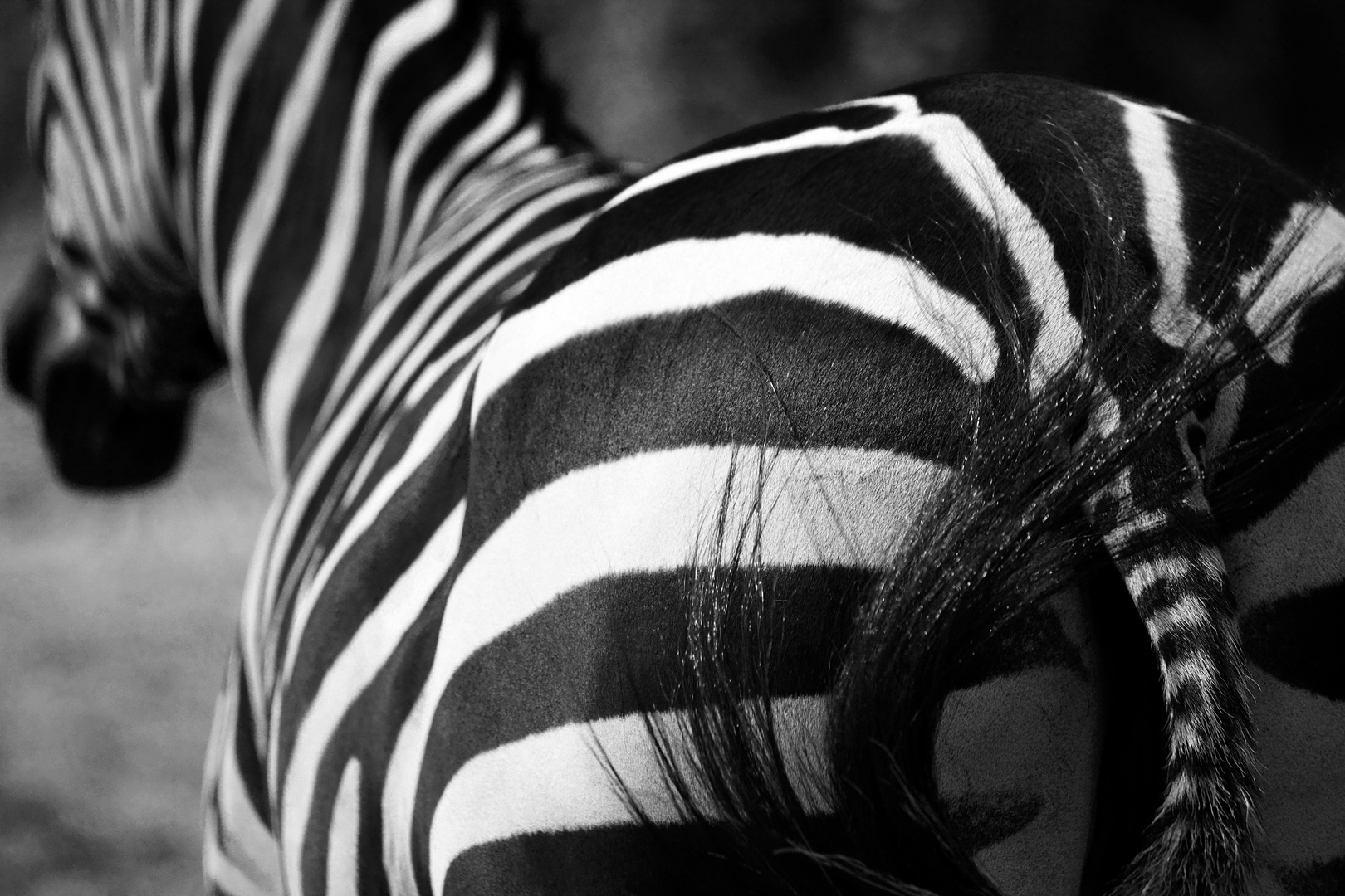 Zebra von hinten