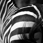 Zebra von hinten
