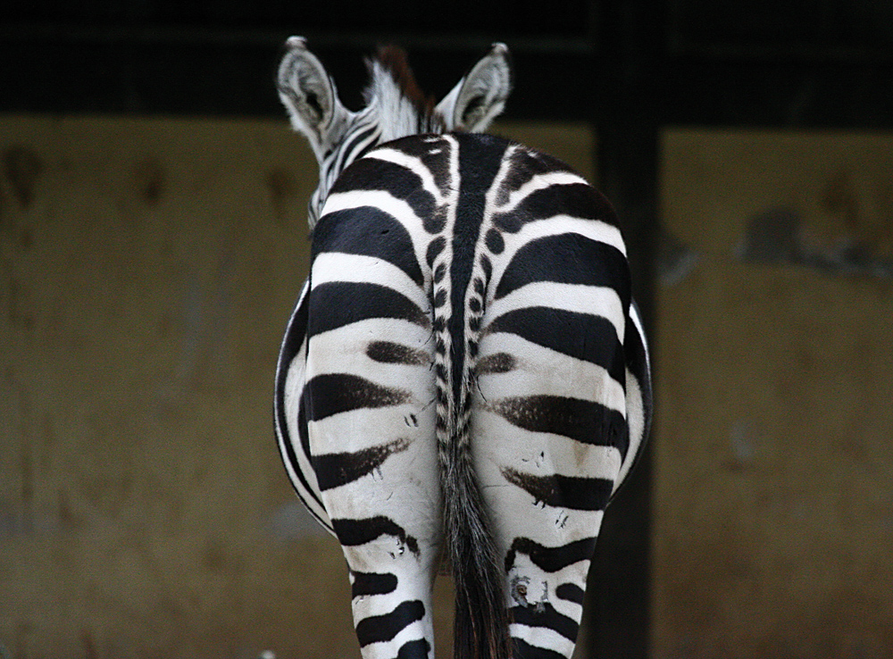 Zebra von hinten