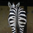 Zebra von hinten