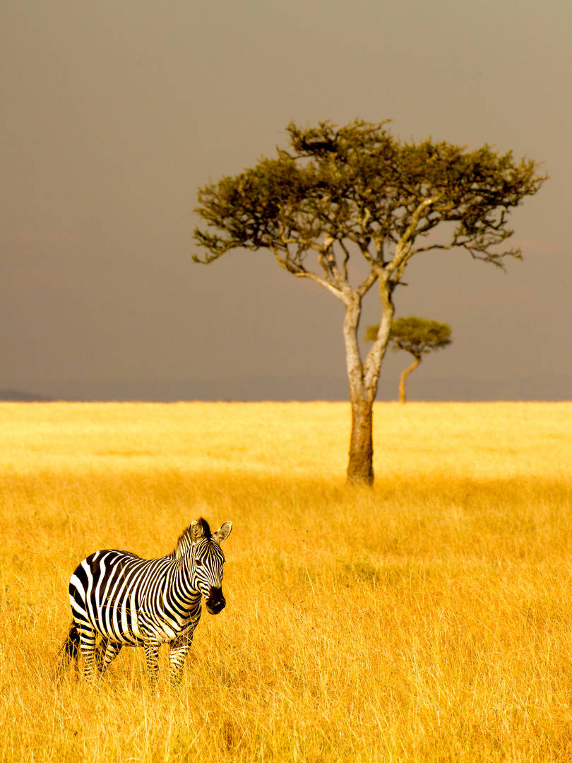 Zebra vor Baum