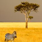 Zebra vor Baum