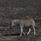 Zebra vor verbrannter Erde