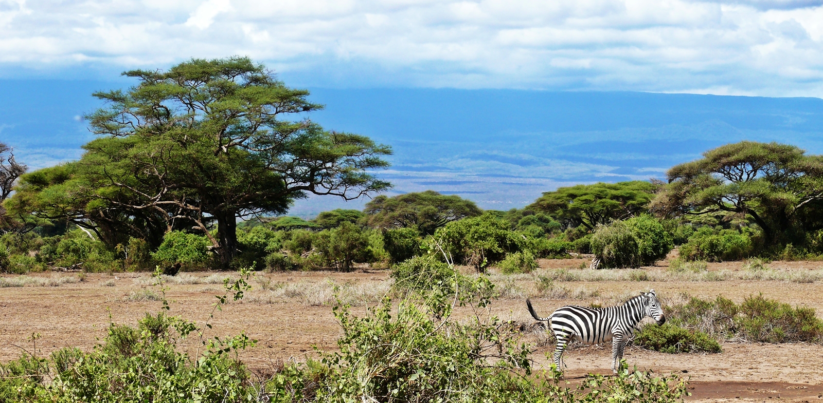 Zebra vor verschiedenen Horizonten