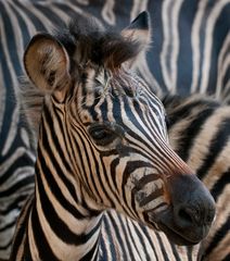 zebra vor zebra