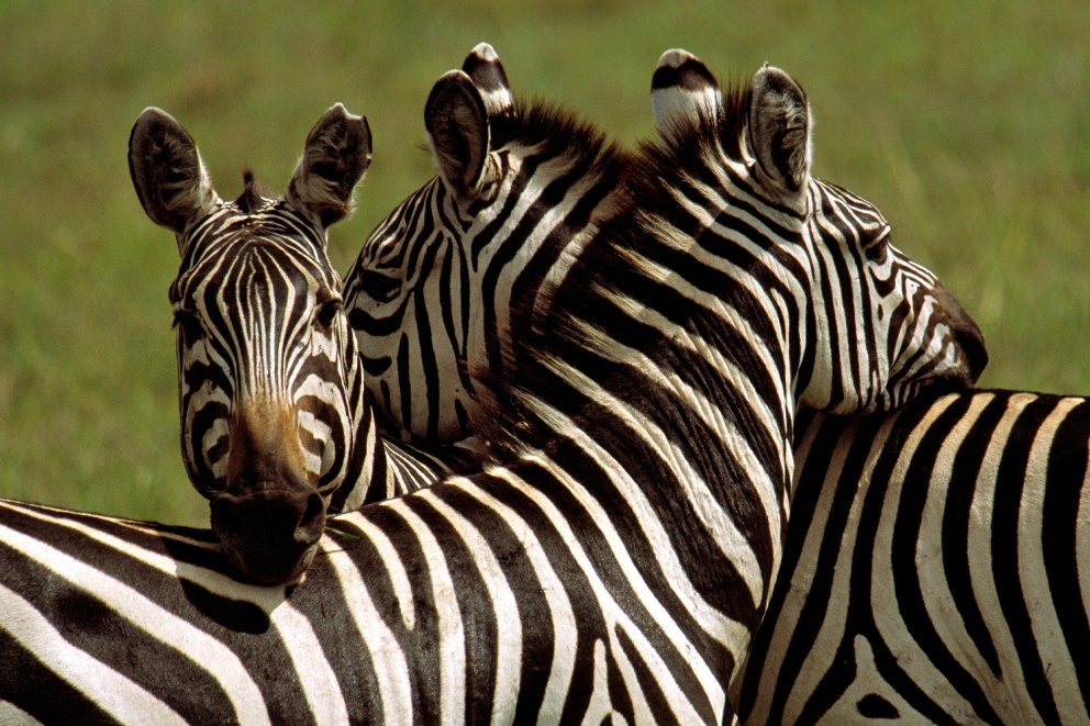 Zebra Wachposten mit einem 360-Grad Blick