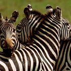 Zebra Wachposten mit einem 360-Grad Blick