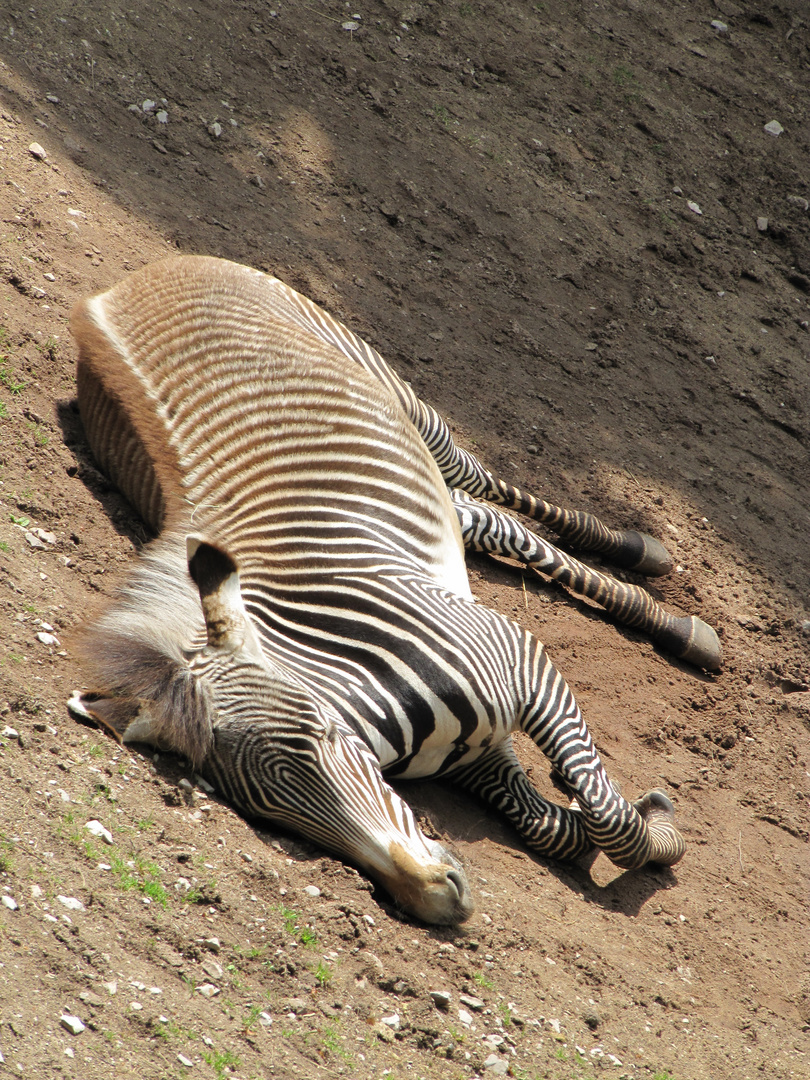 Zebra wälzt sich