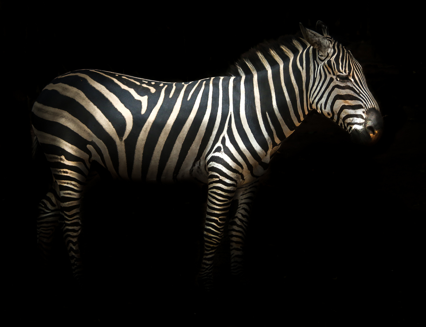 Zebra wartend