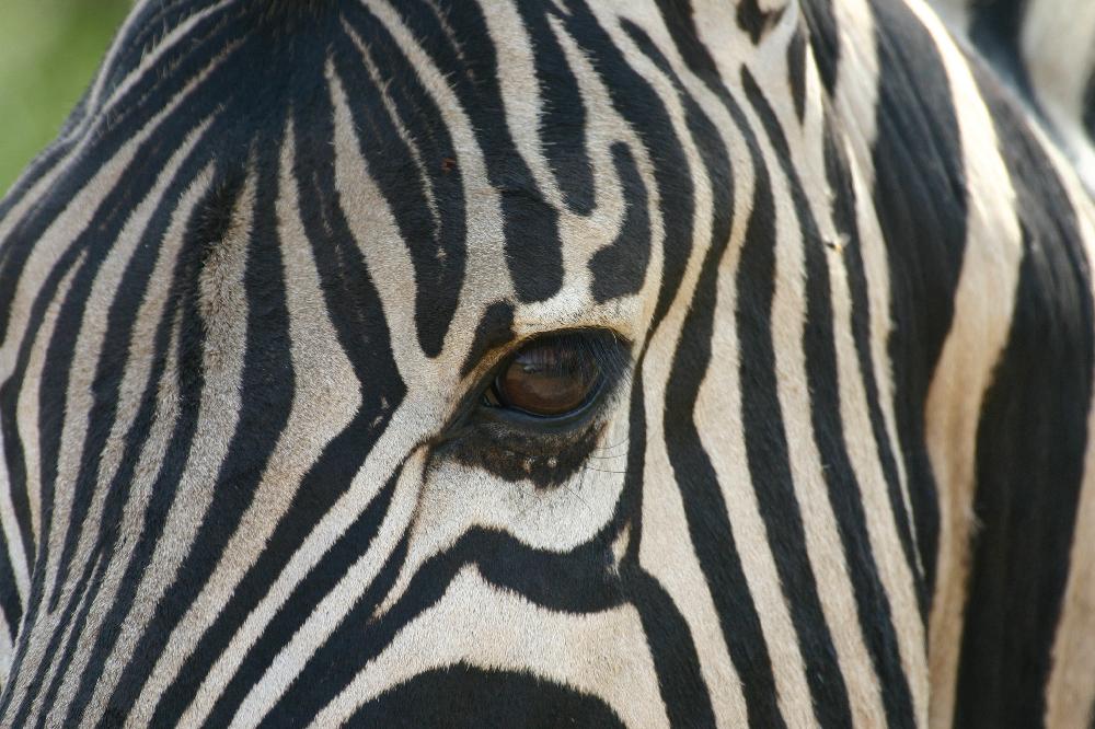 Zebra - was guggst Du auch...!?