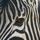 Zebra - was guggst Du auch...!?