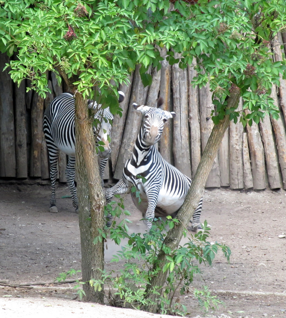 Zebra wirft sich in Pose