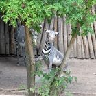 Zebra wirft sich in Pose