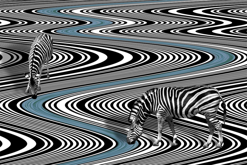 Zebra World