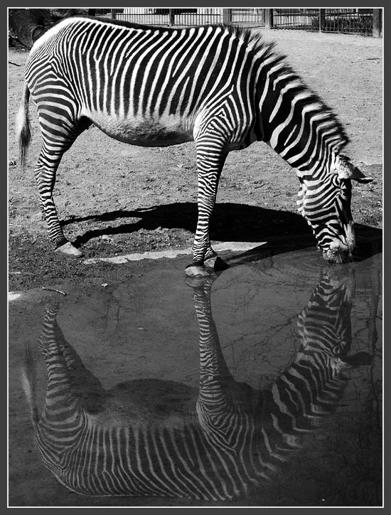 Zebra x 2