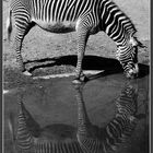 Zebra x 2