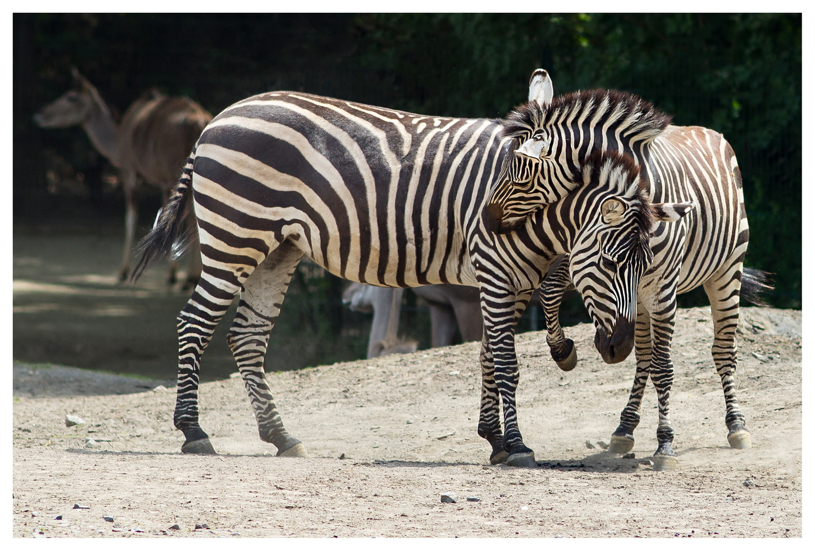 Zebra-Zärtlichkeit