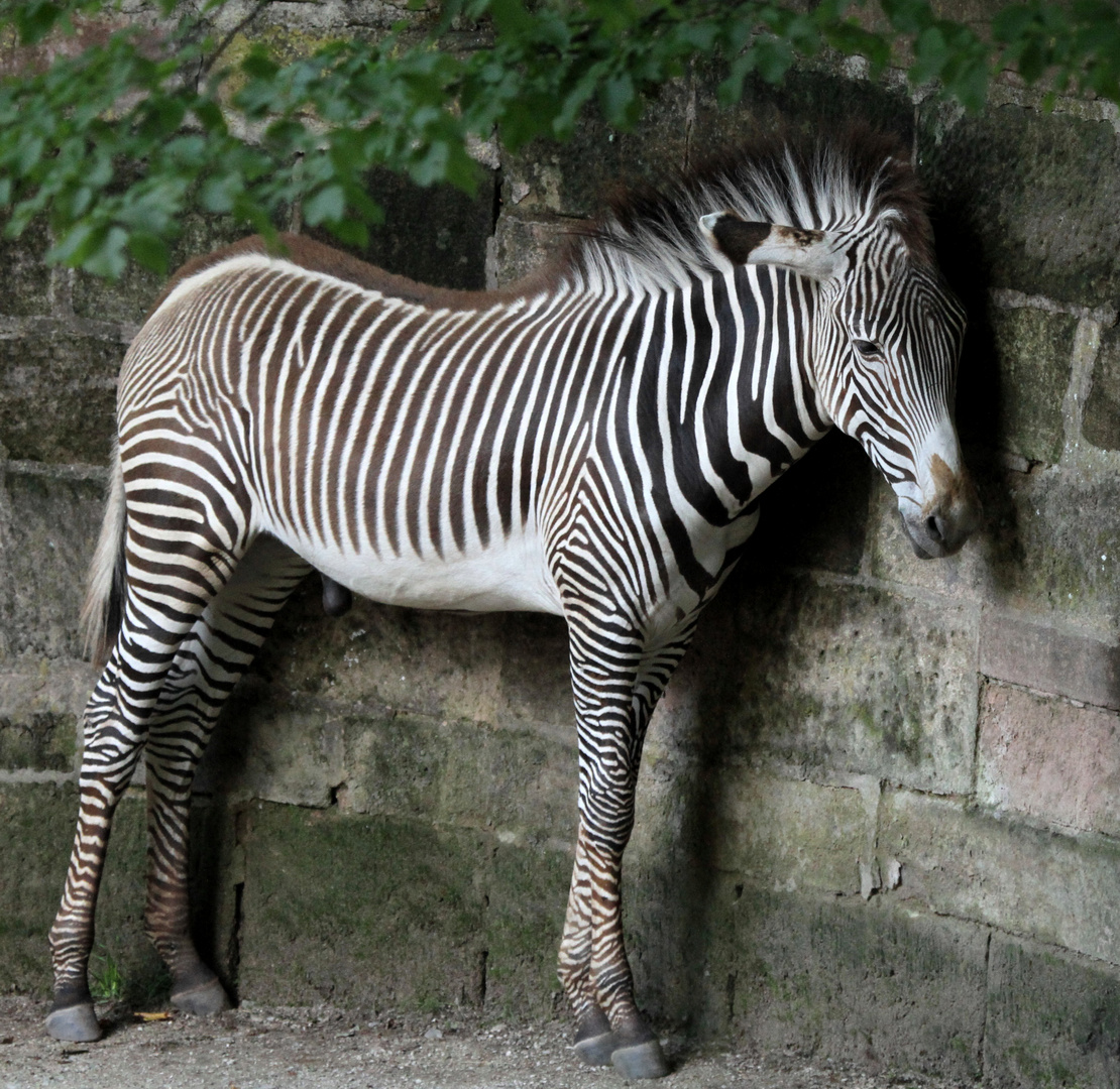 Zebra Zebra an der Wand