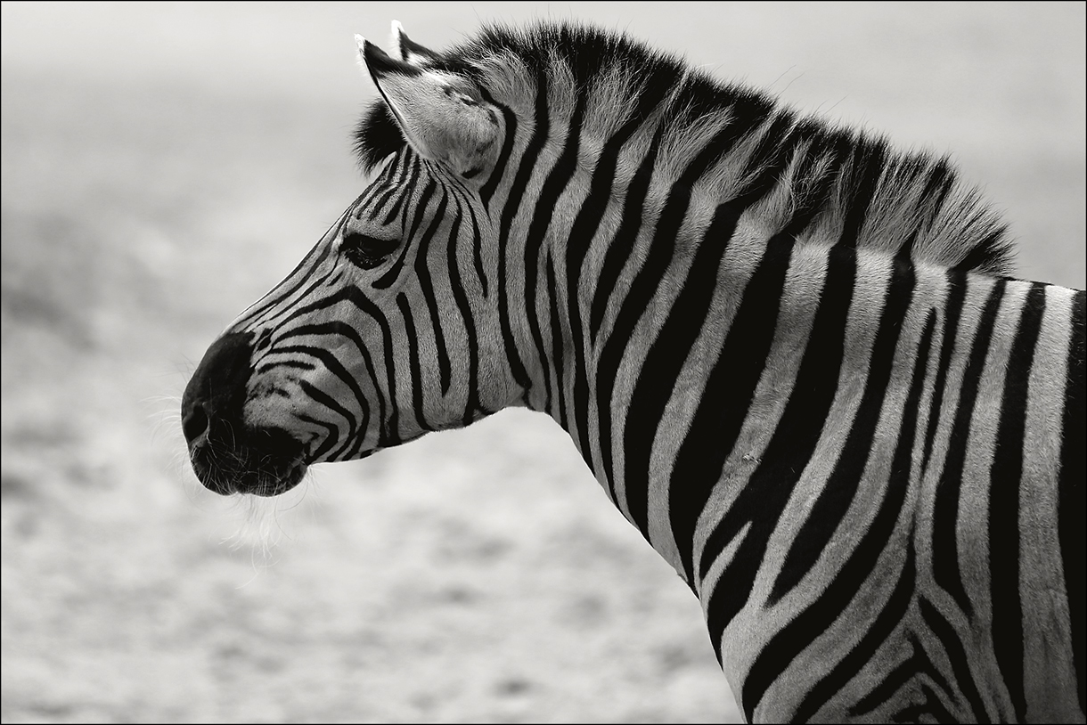 Zebra ZOO Duisburg