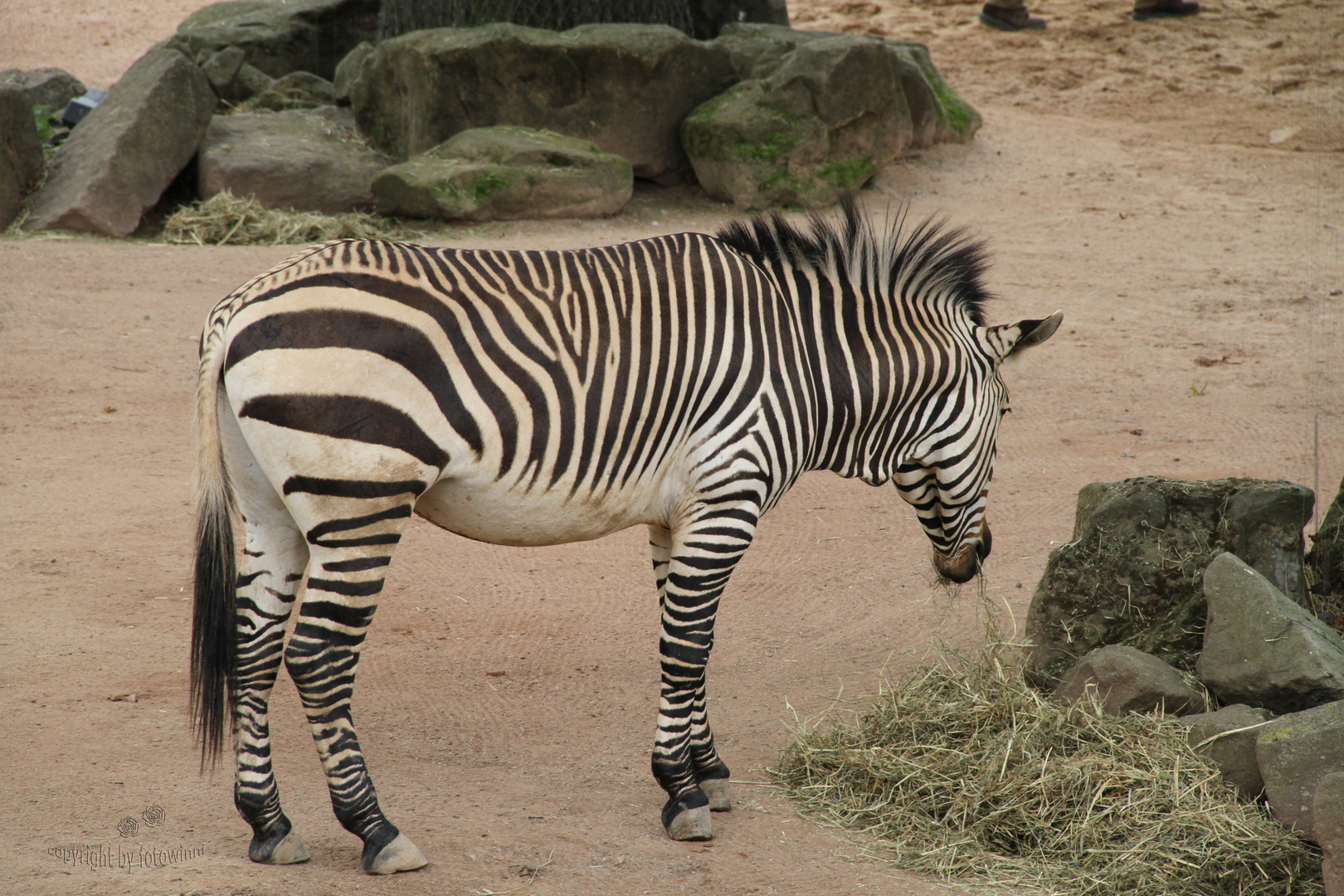 Zebra - Zoo Hannover