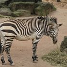 Zebra - Zoo Hannover